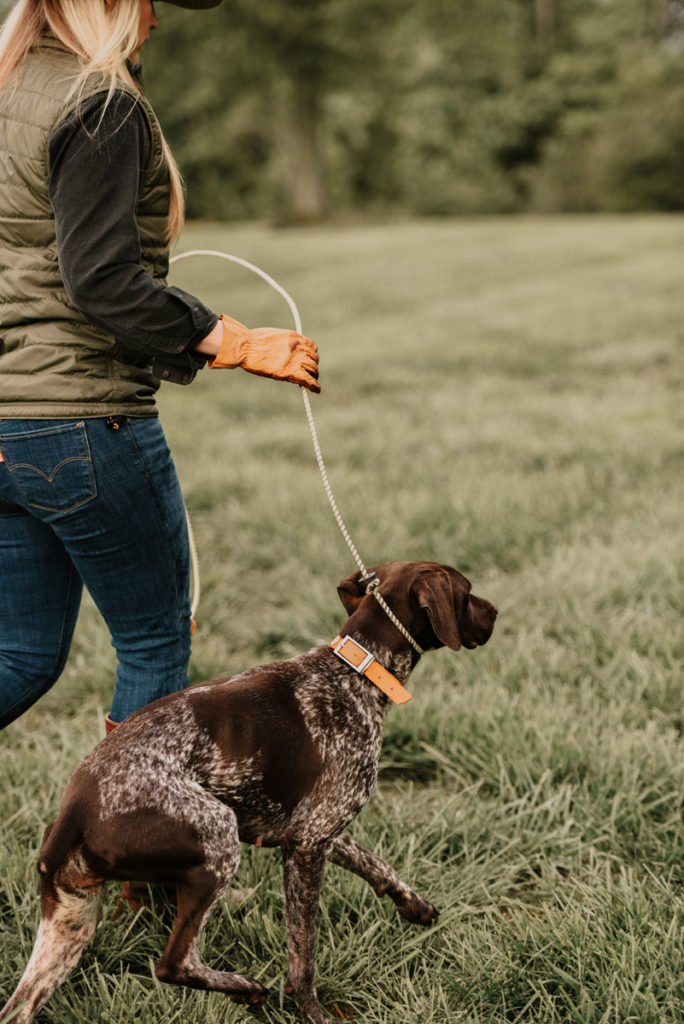 Dog Training: Setting a Plan for Success