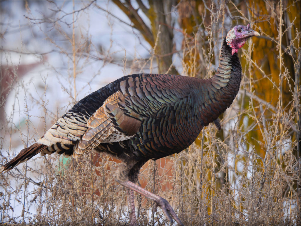 3rd Grader In PA Kills Her First Tom Before Dad