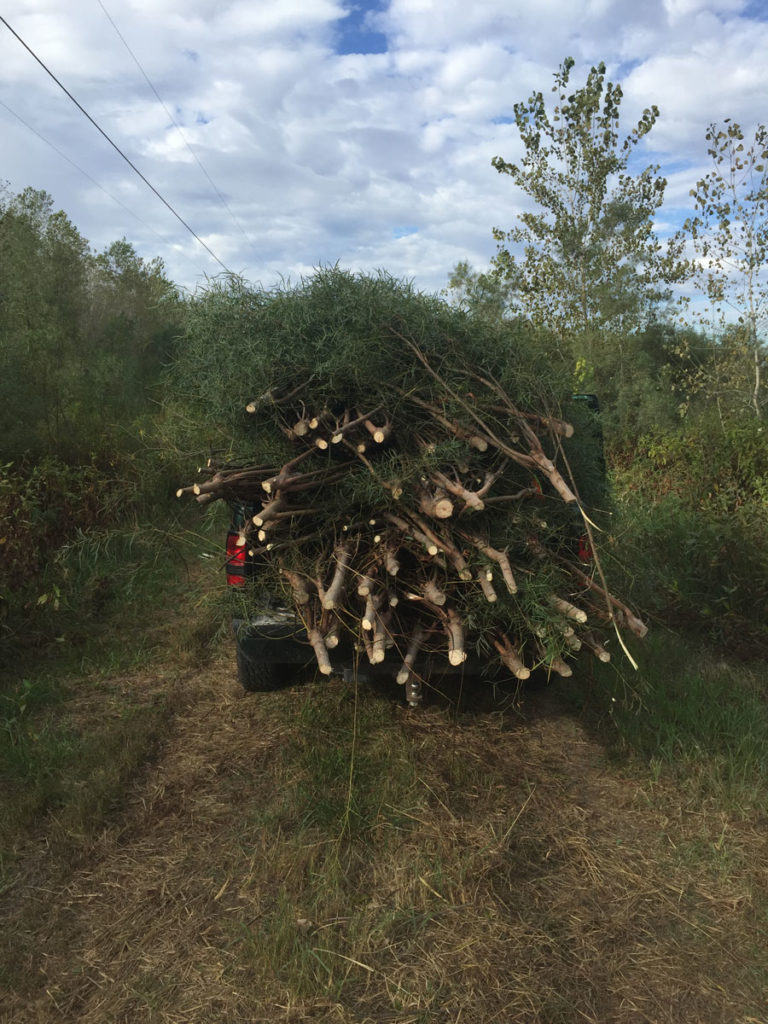 Getting Your Wetland Ready for Fall 2019