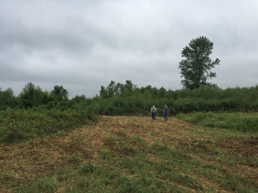 Getting Your Wetland Ready for Fall 2019