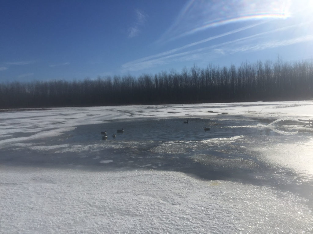 Getting Your Wetland Ready for Fall 2019