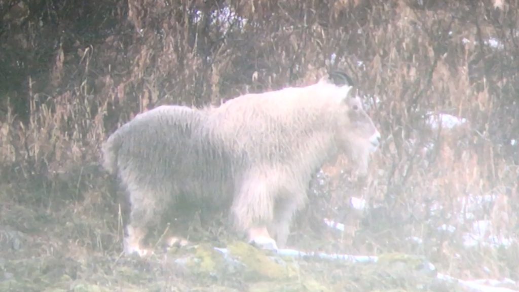 Alaskan Mountain Goat Hunt: Cold, Wet and Exhausted