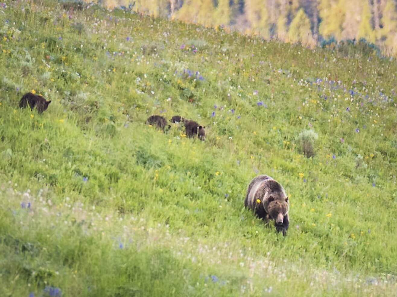 Simple Gourmet: Spiced Black Bear Steaks Simple Gourmet: Spiced Black Bear Steaks