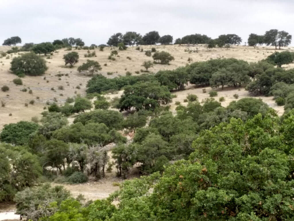 Going Long For Axis Deer: Hunting a Free-Ranging Texas Exotic