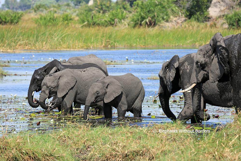 Botswana Green-Lights Elephant Hunting, May Sell Ivory Stockpiles