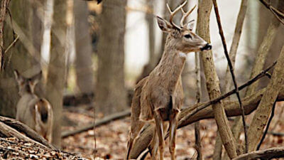 Deer-Related Car Accidents Kill 200 People Per Year, Municipalities Urging Public to Join Culling Efforts