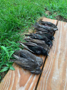 Summertime Starlings - Hone Your Hunting On An Invasive Species
