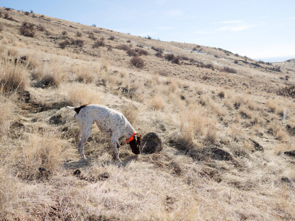 It's Chukar Time