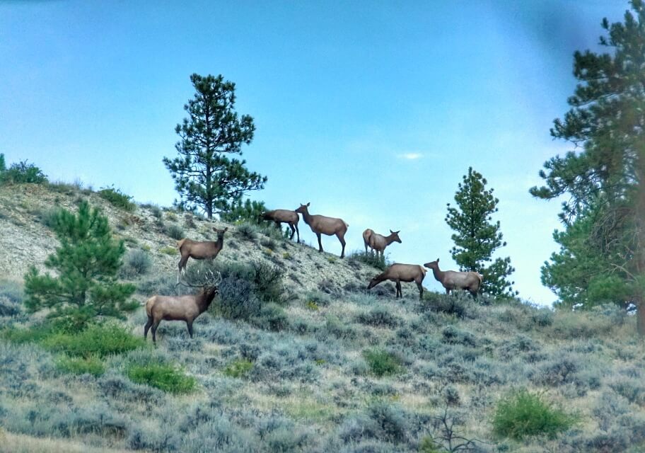 Create The Frenzy - Archery Elk Hunting & Calling Strategies