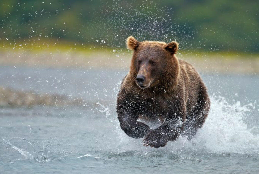 The 11-Year-Old Grizzly Slayer: Elliot Clark and his Remington 870