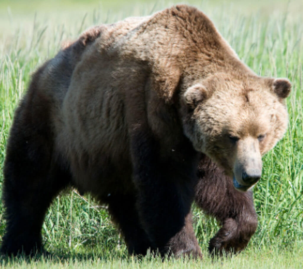 The 11-Year-Old Grizzly Slayer: Elliot Clark and his Remington 870