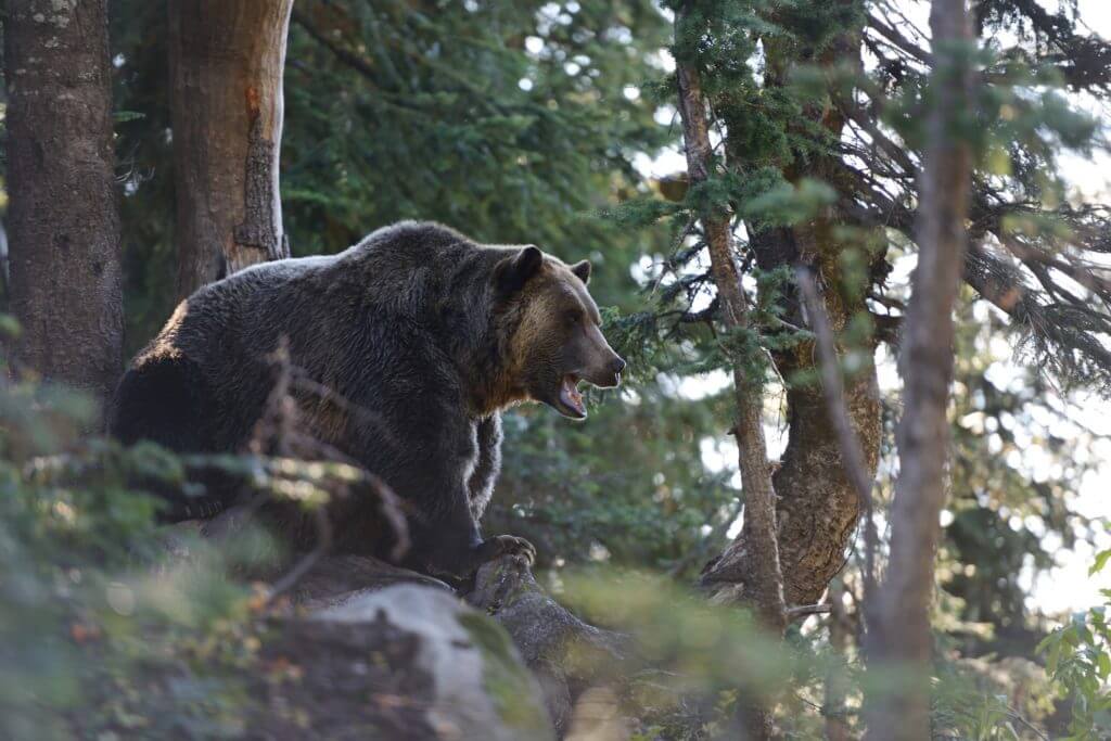 Four Hunters in Montana Mauled by Grizzly Bear in Three Attacks