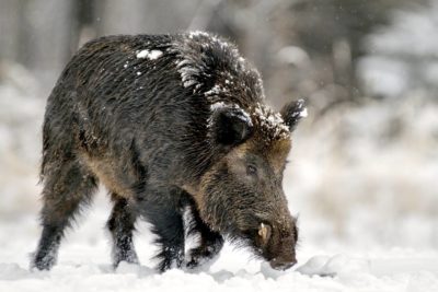 Italian Poacher Shot, Killed by Son on Boar Hunt