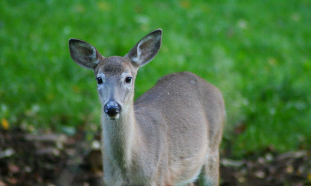 CDC Warns of Deer-Borne Tuberculosis After Michigan Man Becomes Infected