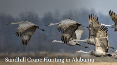 Alabama Opens Experimental Season on Sandhill Crane