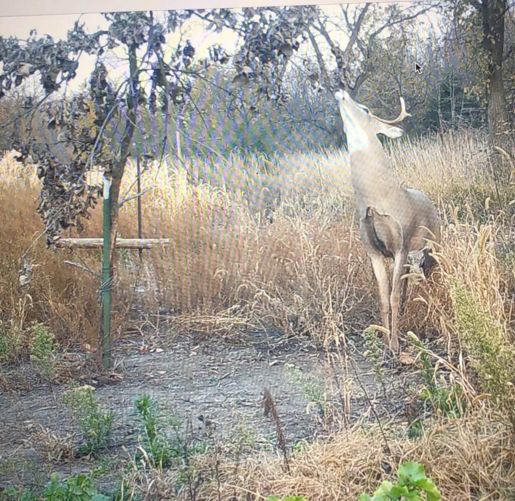 Whitetails: If You Build It, They Will Come...