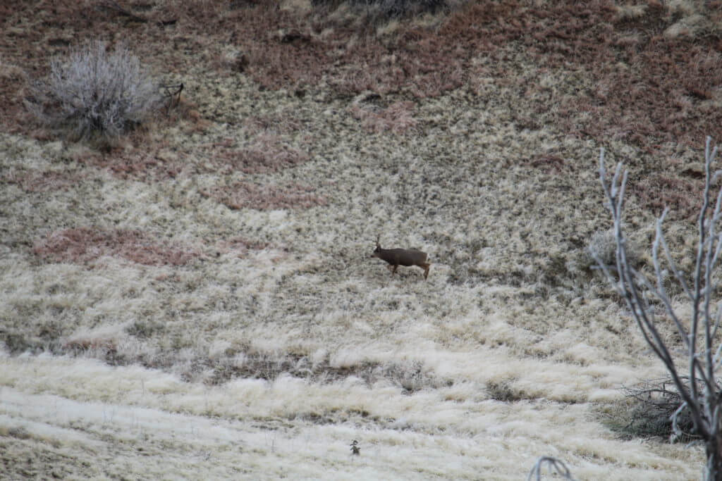 November Mulies? Yes, Please!