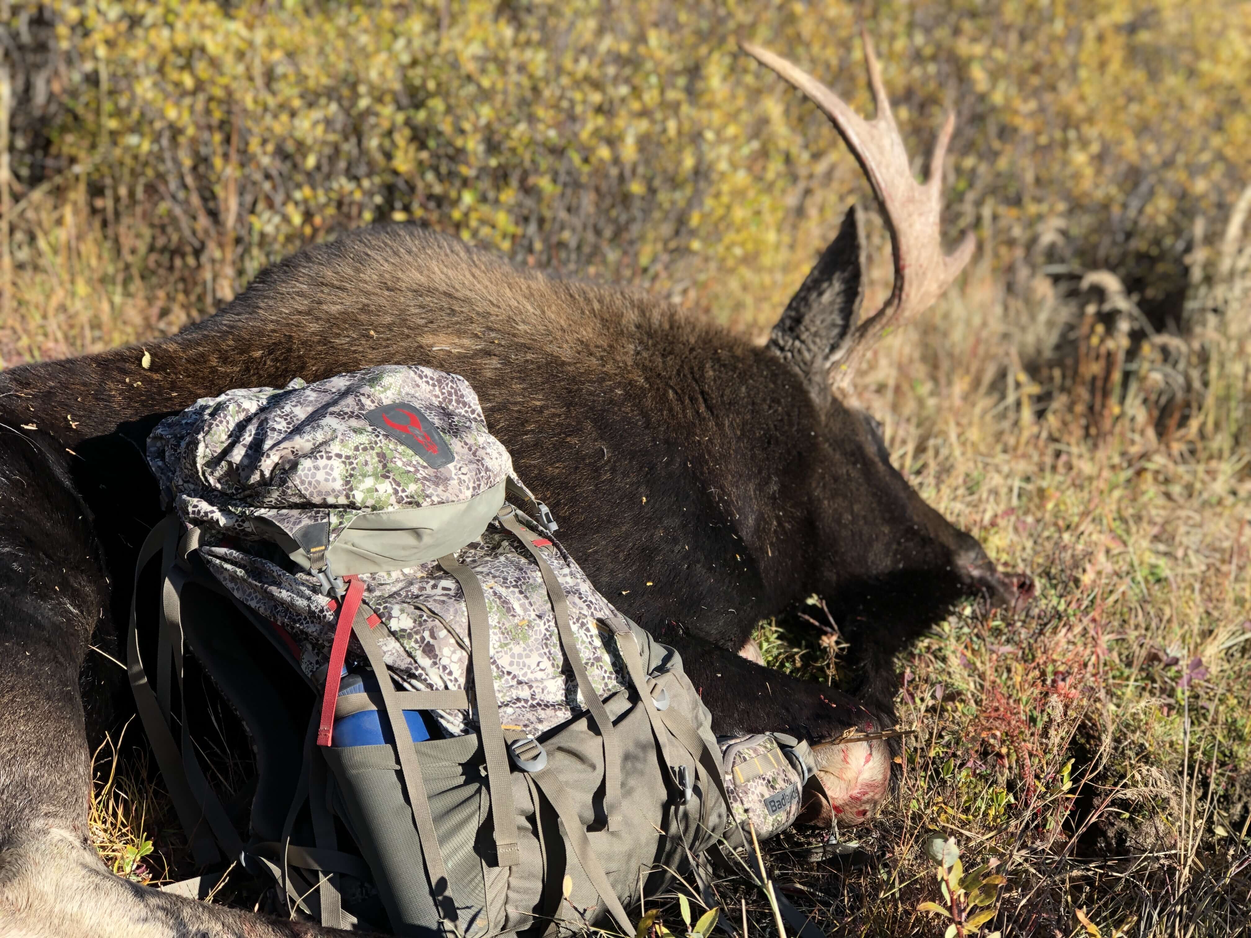 Badlands Vario System hunting backpack loaded with moose meat, best modular hunting backpack