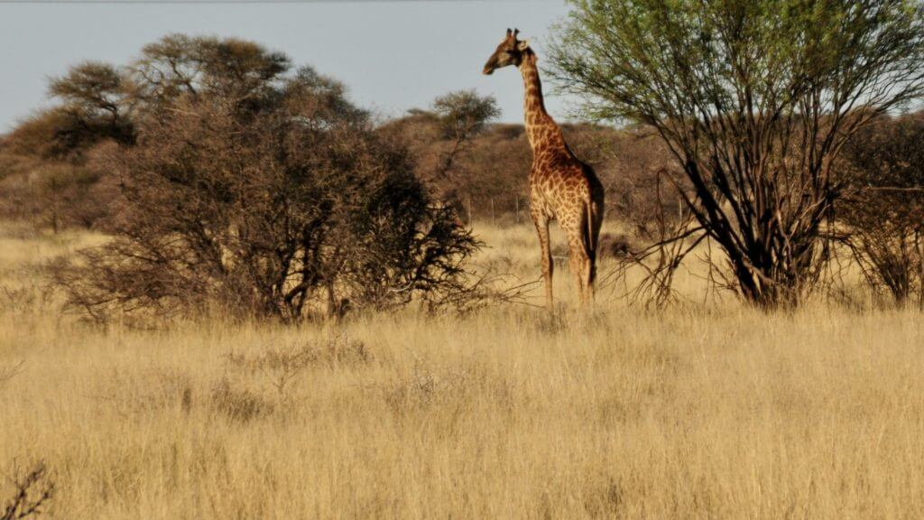 The Affordable Safari; Your African Dream Hunt, Part III