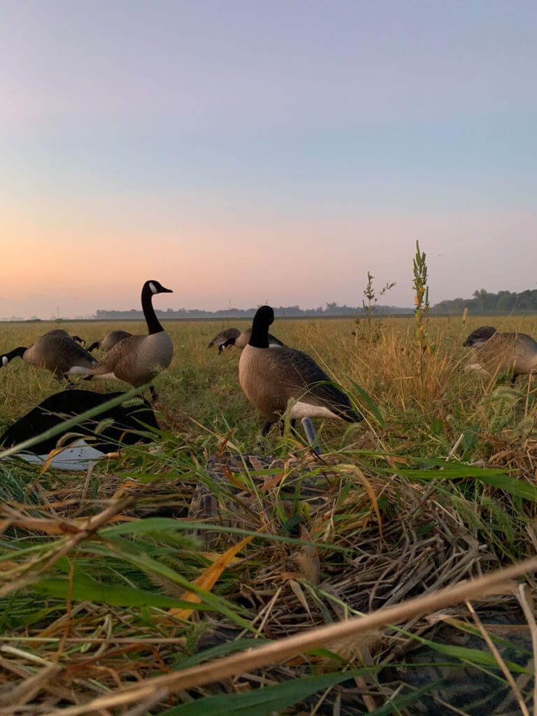 Early Season Goose