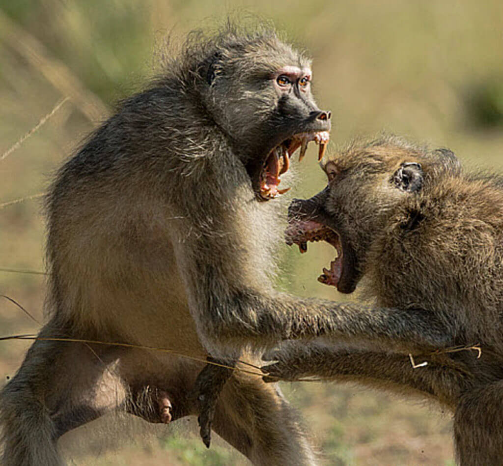 Killer Baboons: Peter Capstick’s MAC-10 Submachine Gun