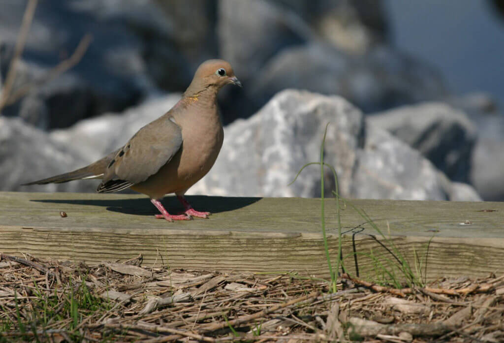 Texas Fall/Winter Dove Hunting Can Be Very Good, Even If You Are a Lousy Dove Hunter!