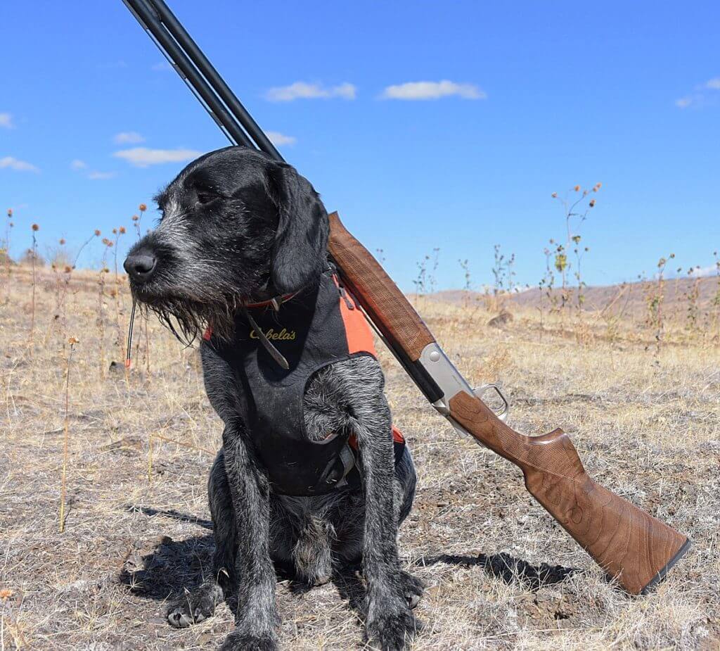 Silver Eagle's Light Super 20 Gauge Over Under gets Field Tested: Full Review