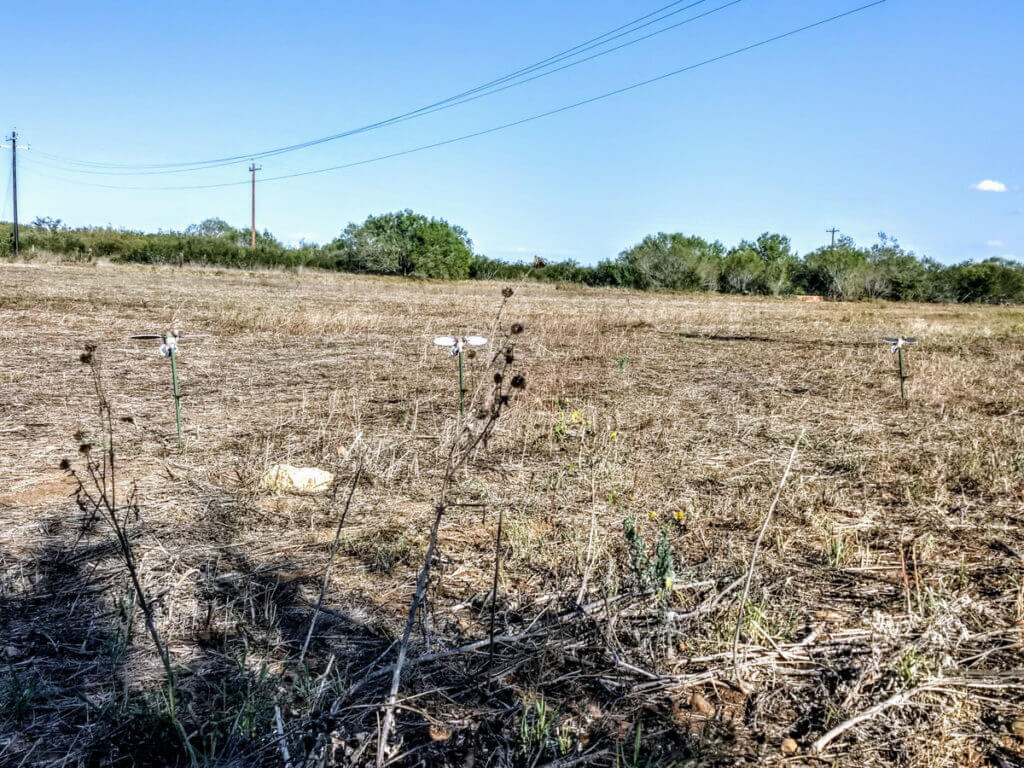 Texas Fall/Winter Dove Hunting Can Be Very Good, Even If You Are a Lousy Dove Hunter!