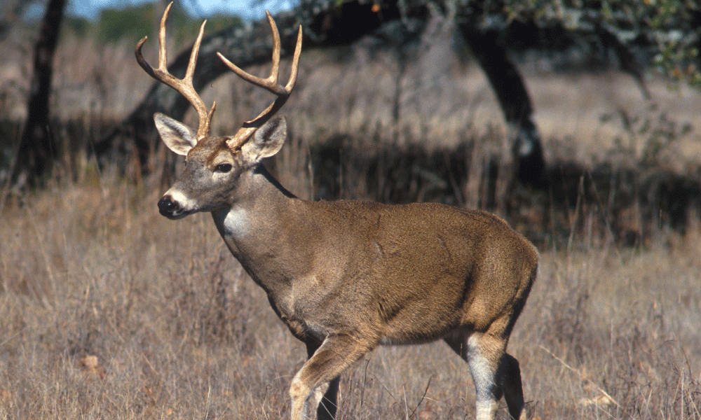 National Deer Association Welcomes Introduction of the North American Grasslands Conservation Act