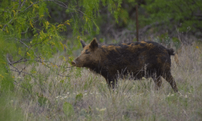 Gruesome Feral Hog Attack Leaves Woman Dead in Houston Suburb