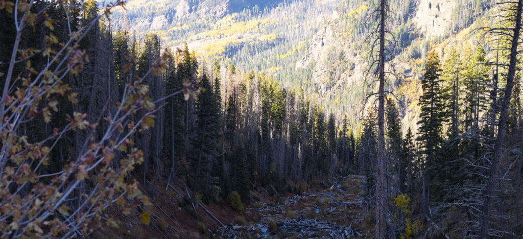 Unforgettable Elk Hunt With the SIG CROSS Rifle in .277 SIG FURY