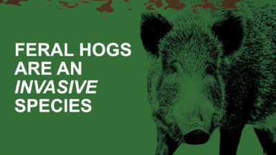 US Forest Service Weighs in on Hog Hunting in Missouri