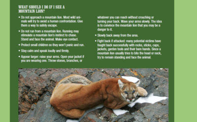 Arizona Officials Kill Three Mountain Lions Feeding on Human Remains