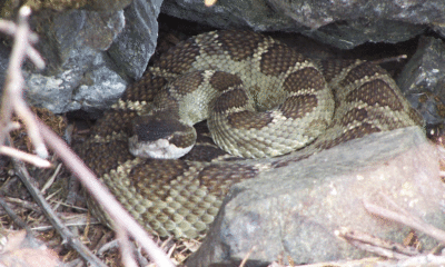 Mississippi Deer Hunter Shoots Rattlesnake in Ground Blind with .270 WIN Rifle