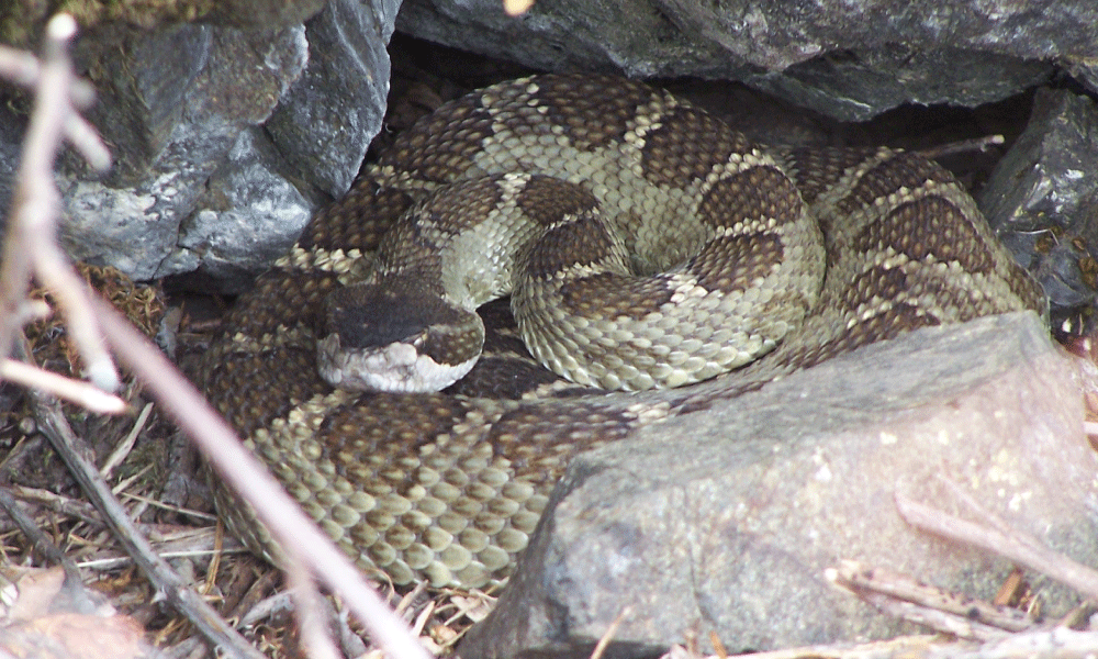 are rattlesnakes blind