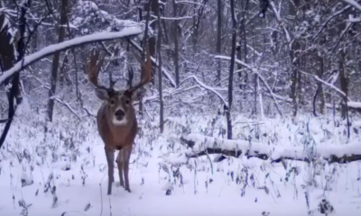 Wisconsin Shed Hunter Finds What May Be the Biggest Buck in Wisconsin History