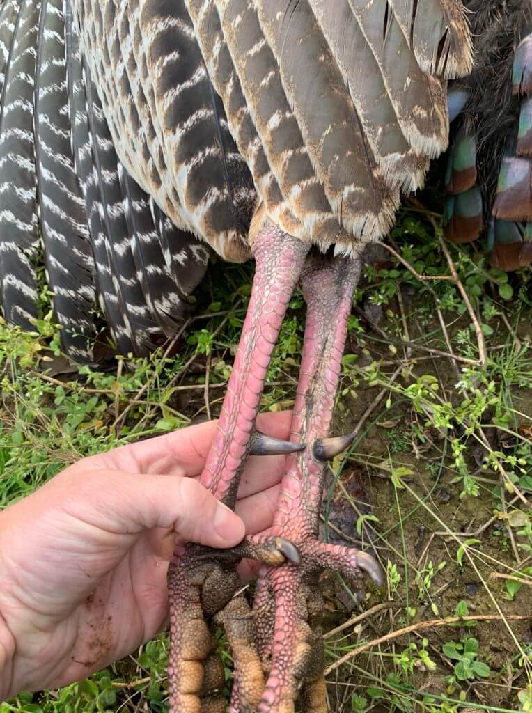 Eastern Turkey Hunt