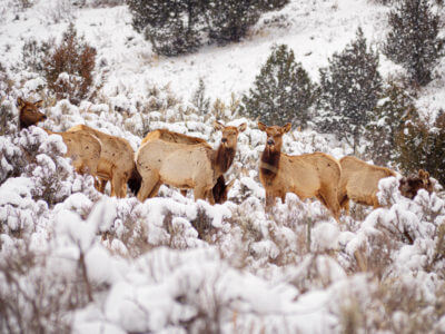 206 Elk Killed By Idaho Fish & Game: What's Going On?