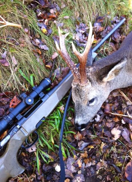 Loch Ness Roe Deer