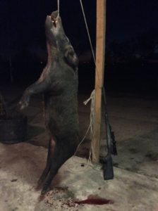 Baits and Lures for Feral Hogs