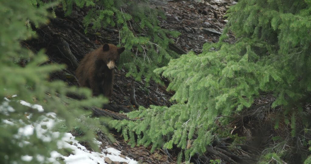 Spring Spot & Stalk Black Bear Hunting