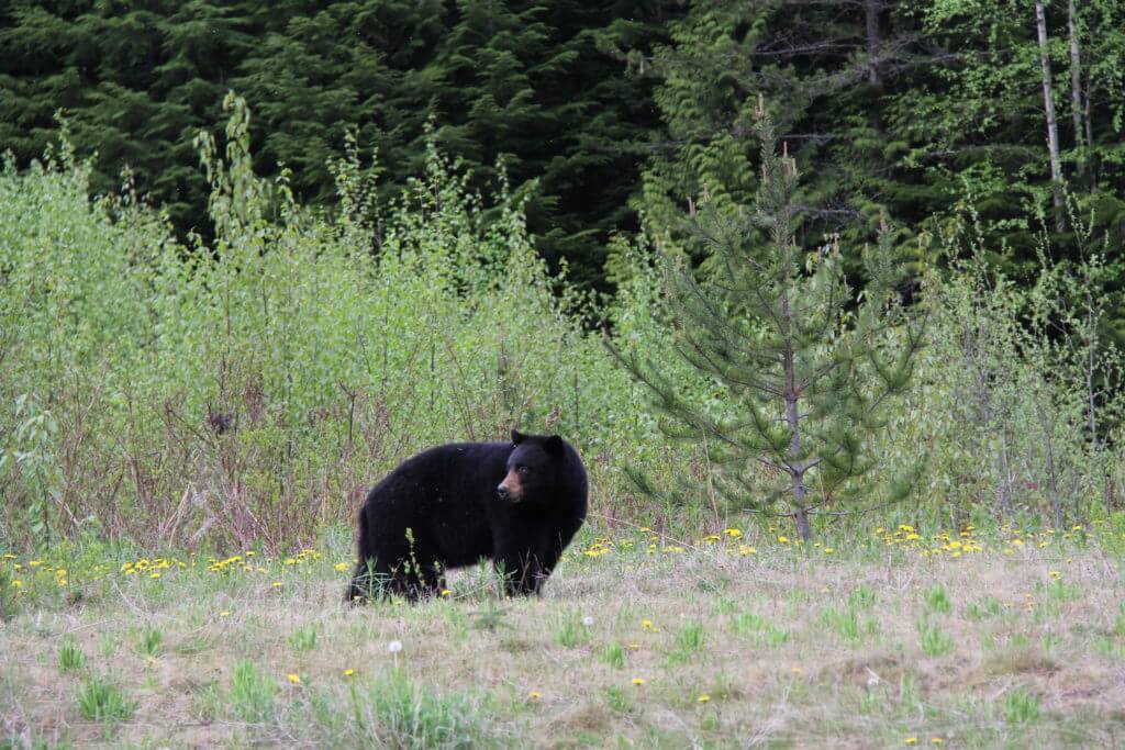 Spring Spot & Stalk Black Bear Hunting