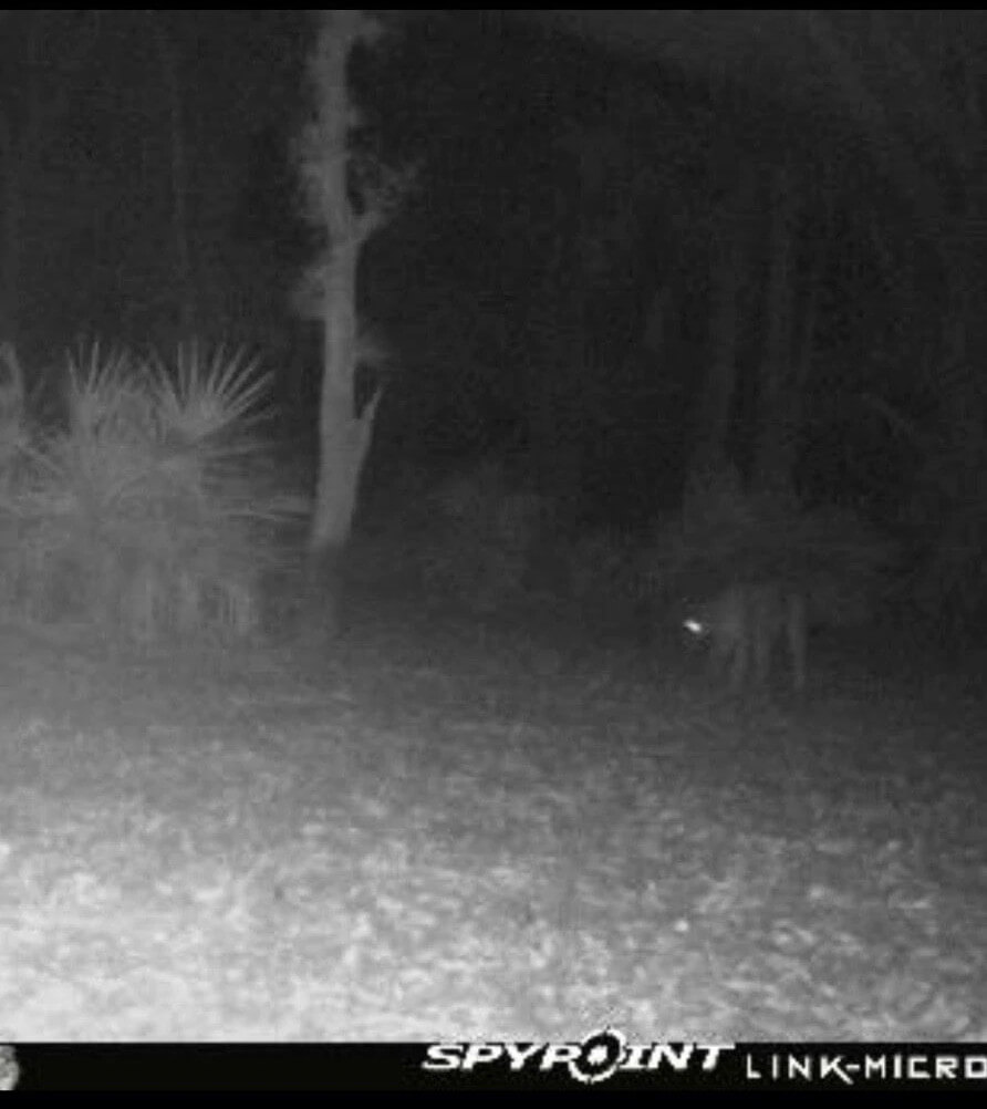 Man Attacked by Panther while Turkey Hunting in Florida