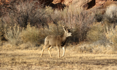 Utah Recommends Cutting Buck Permits by 9,000 for 2020