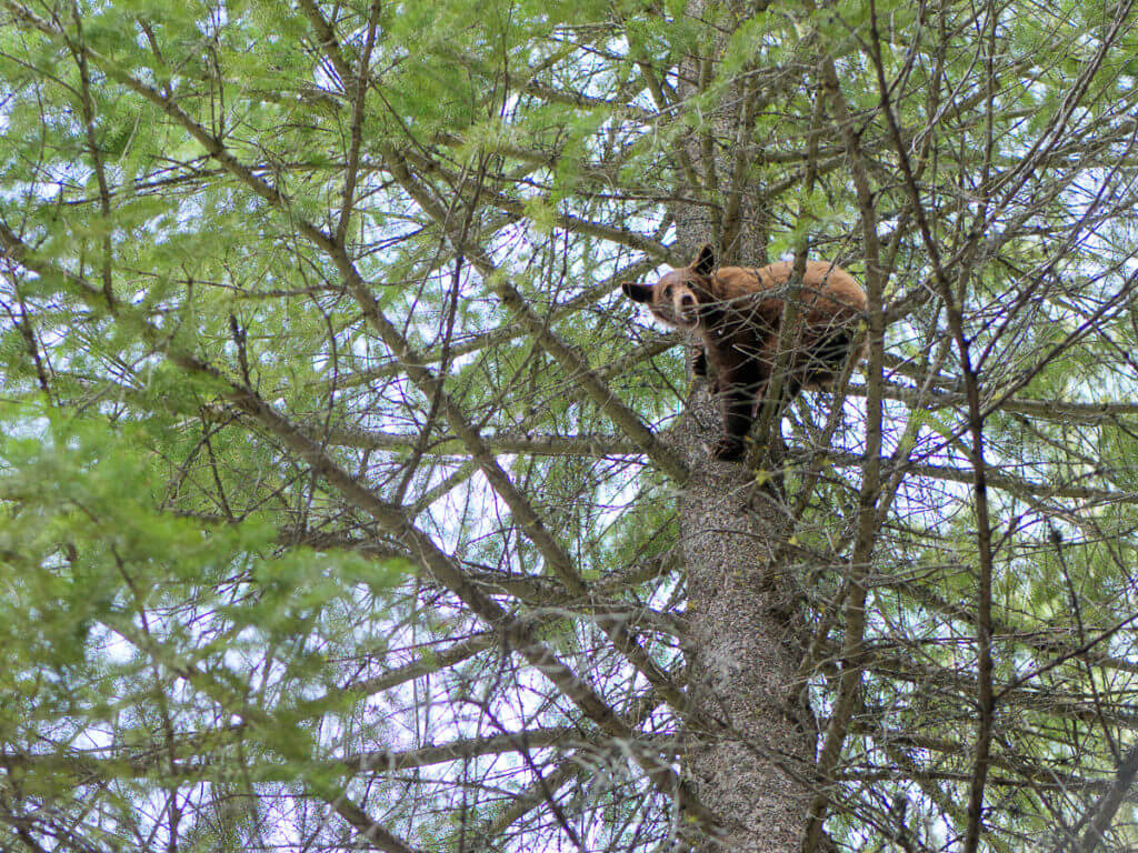 Fearing Food Shortages Amidst Pandemic, More Hunters Take to Woods