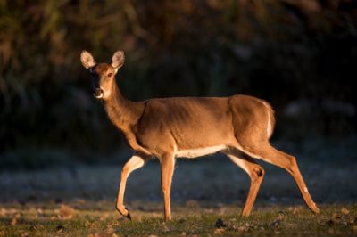 Wisconsin Judge Facing Charges for Illegal Hunting Practices