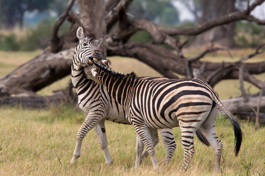 The Tiny Pocket-Sized North American Arms Zebra Killer