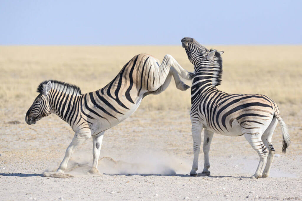 The Tiny Pocket-Sized North American Arms Zebra Killer