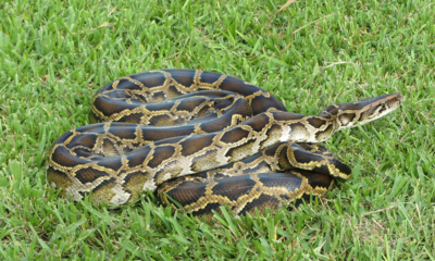 Women Among Most Successful Python Hunters in Florida’s Everglades