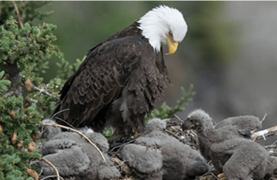 Michigan Bald Eagle Comeback Is Win For Hunters